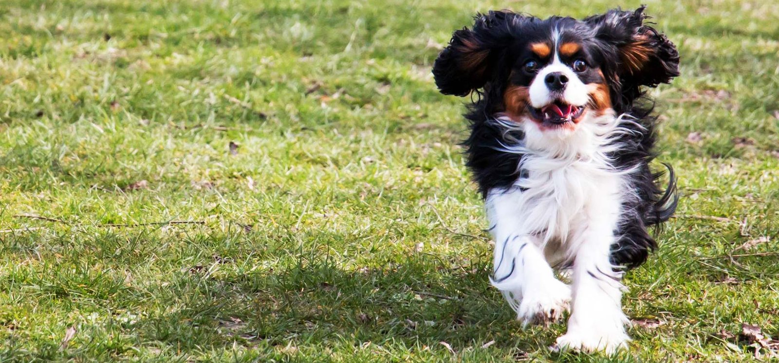 cavalier correndo