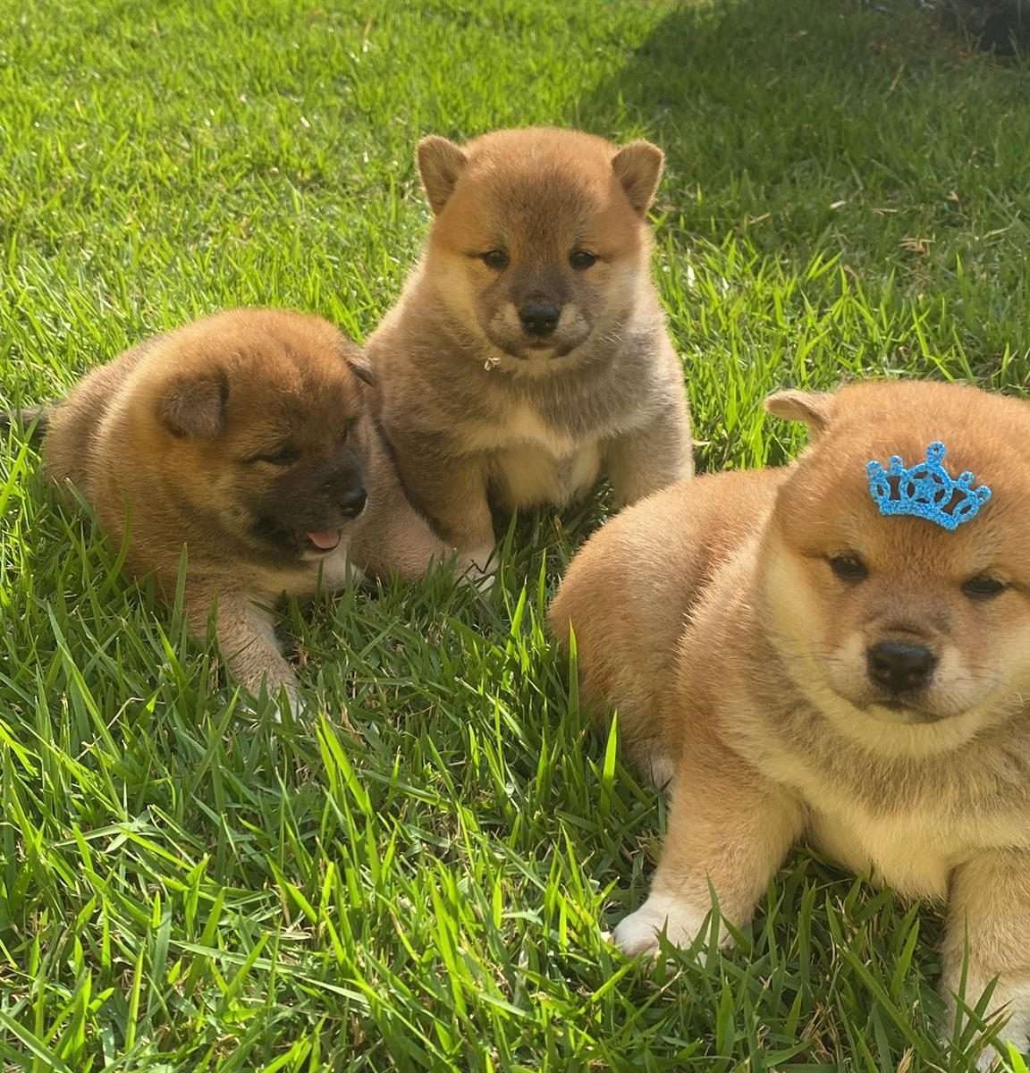 Filhotes de Shiba