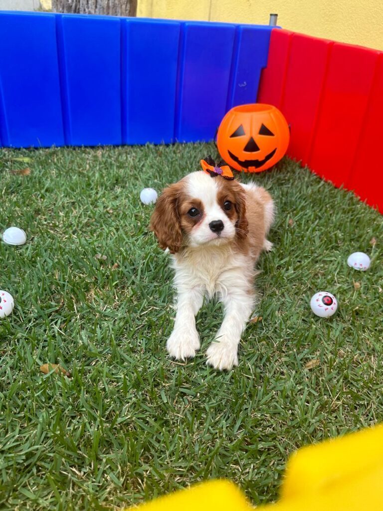 Cavalier King Charles Spaniel Raça canina