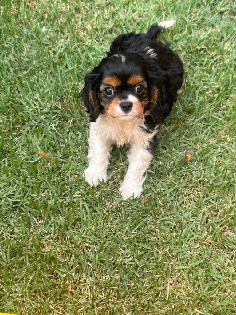 Cavalier King Charles Spaniel