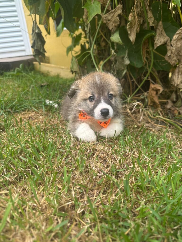 Corgi