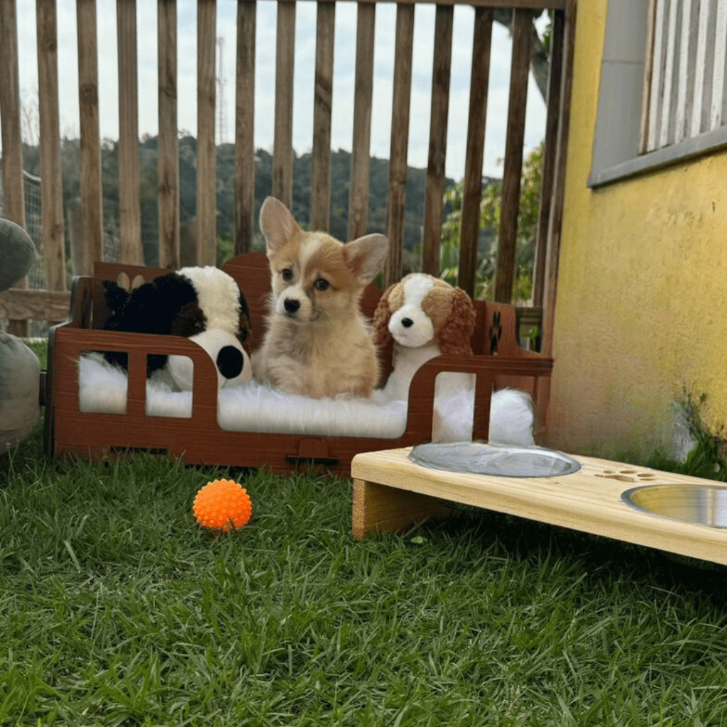 Corgi