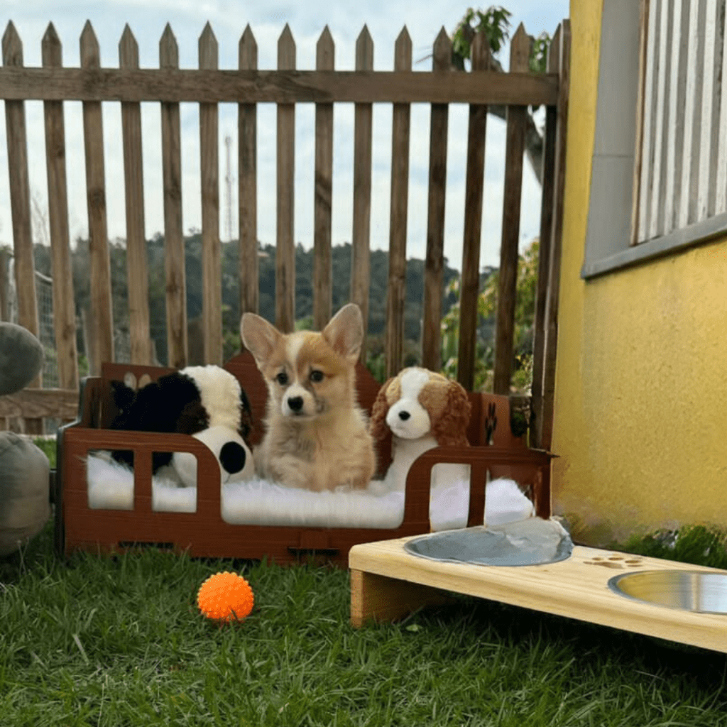 Corgi