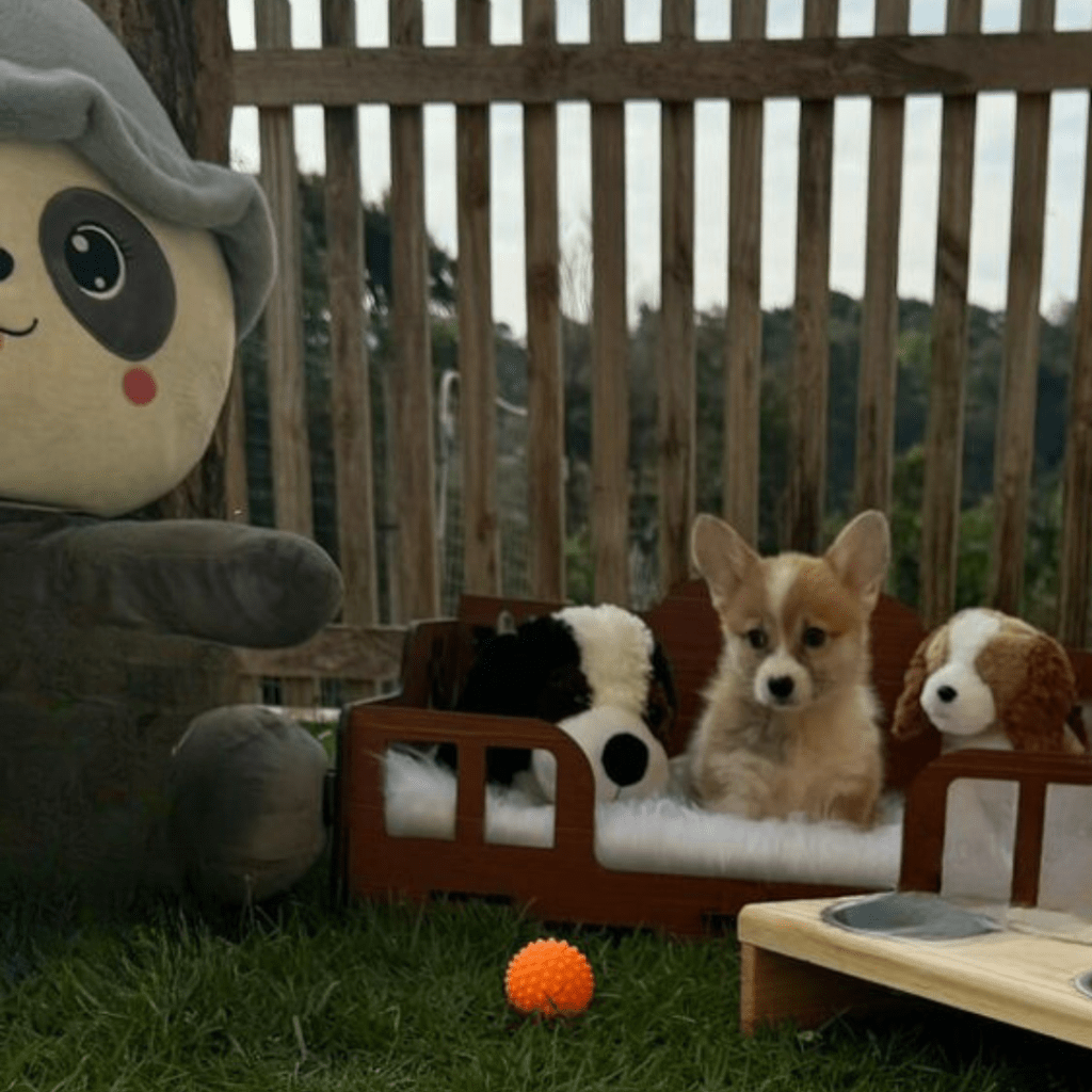 Corgi