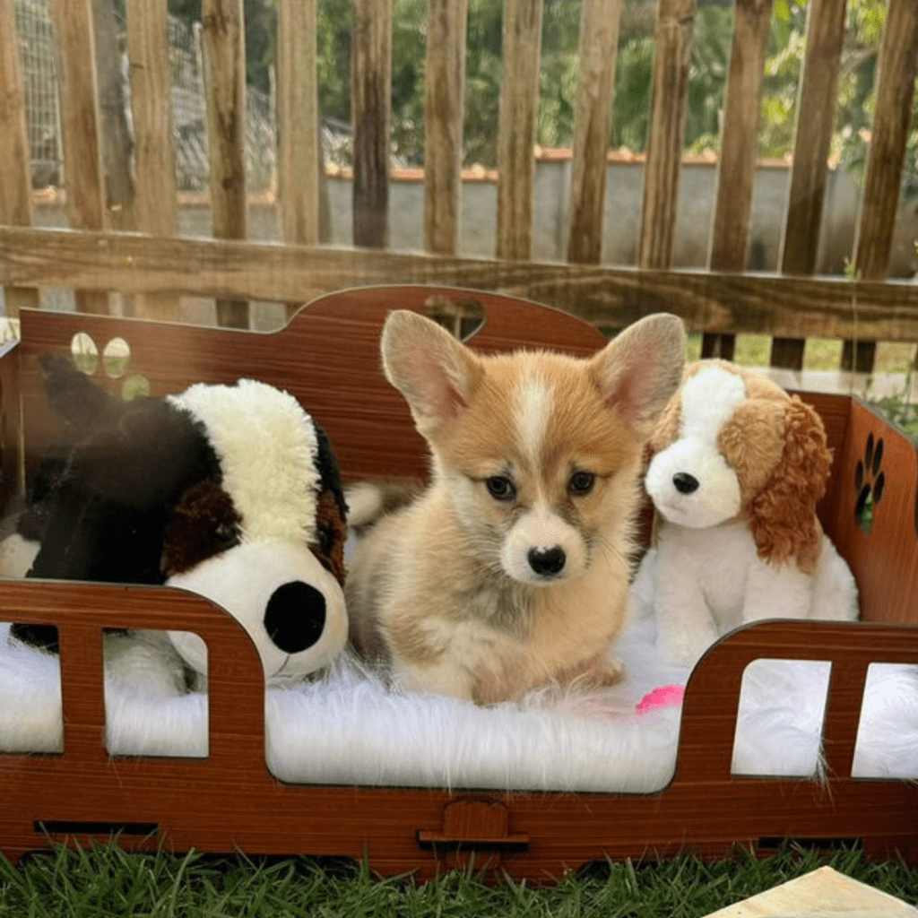 Corgi