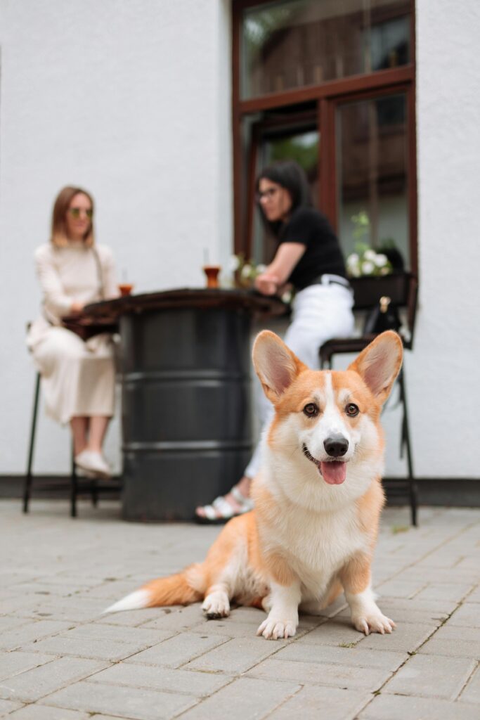 Corgi